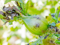 Urophora cardui gall